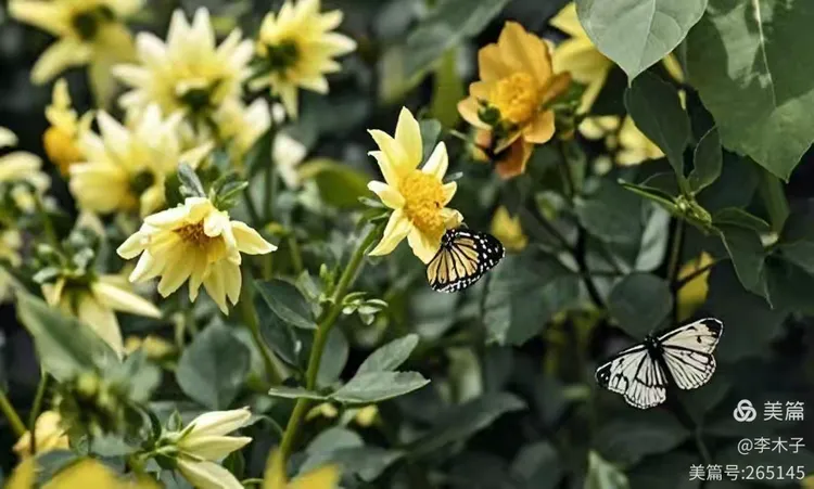 陶醉在金珠花海